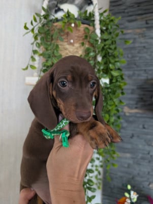 Les chiots de Teckel poil ras