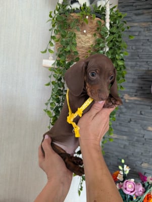 Les chiots de Teckel poil ras