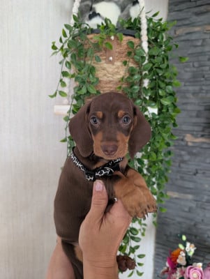Les chiots de Teckel poil ras
