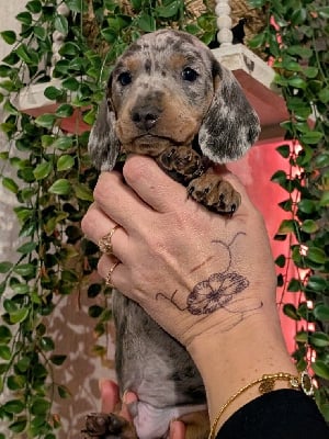 Les chiots de Teckel poil ras