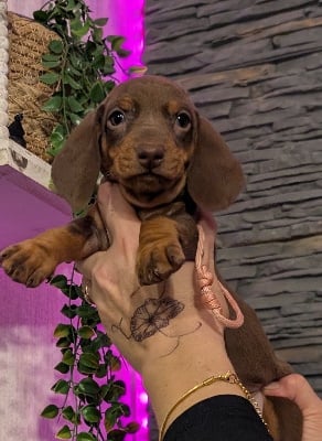 Les chiots de Teckel poil ras