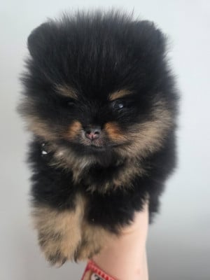 Les chiots de Spitz allemand