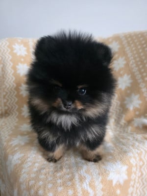 Les chiots de Spitz allemand