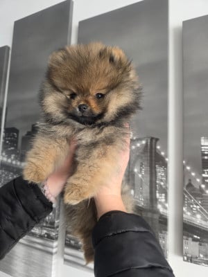 Les chiots de Spitz allemand