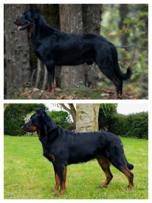 Du Clan Des Rives Noires
