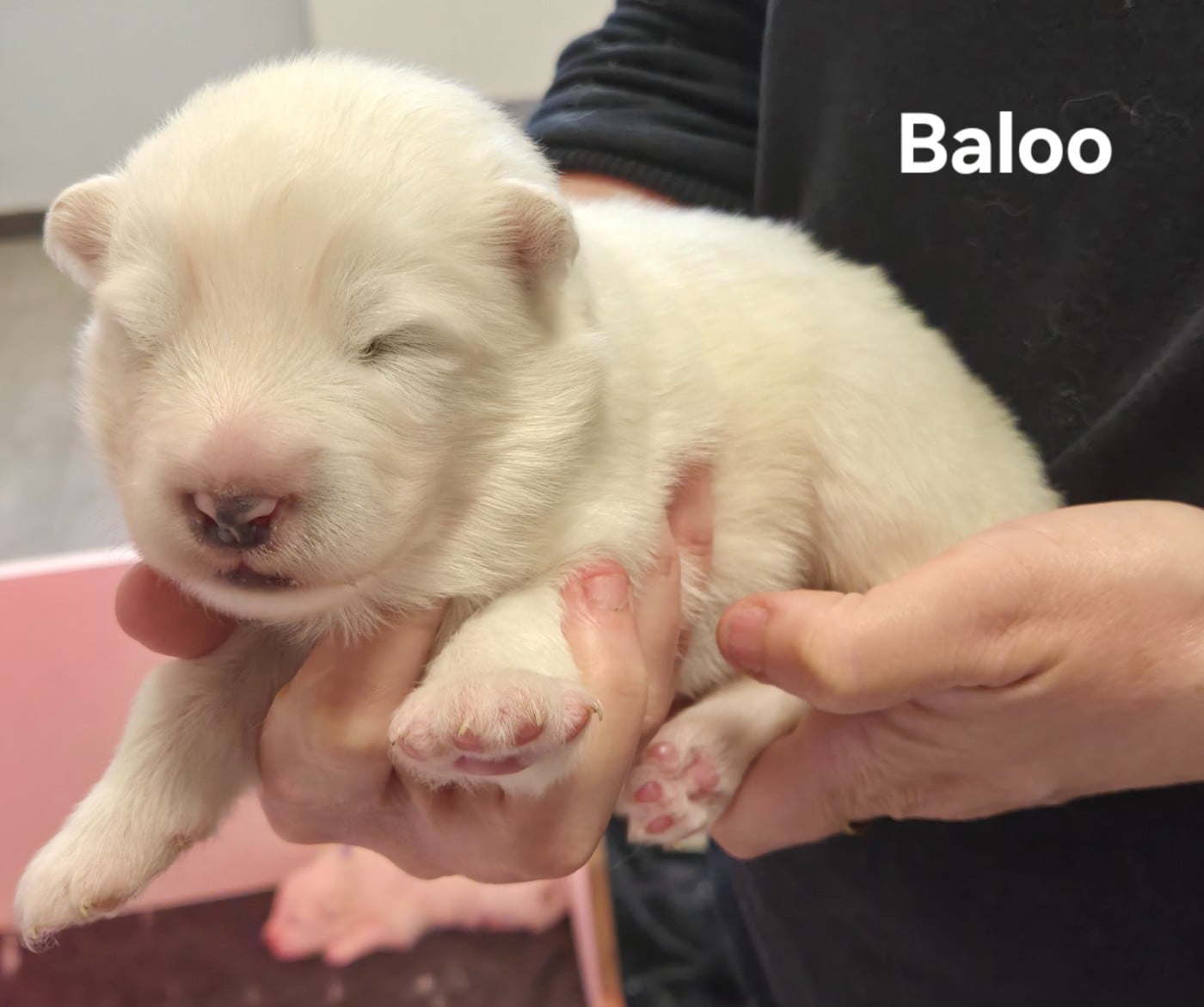 Chiot N°1 - Samoyède