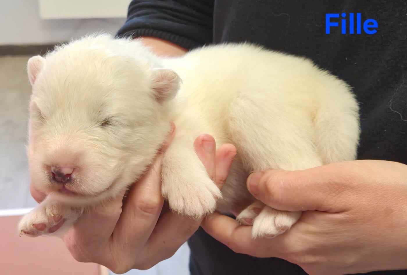 Chiot N°4 - Samoyède