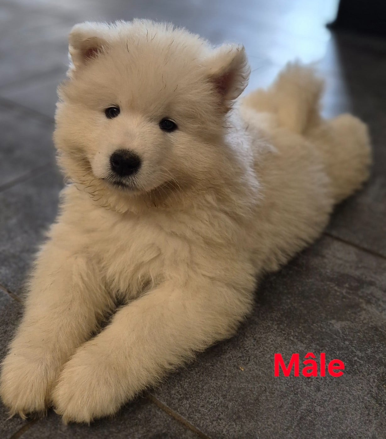 Chiot N°1