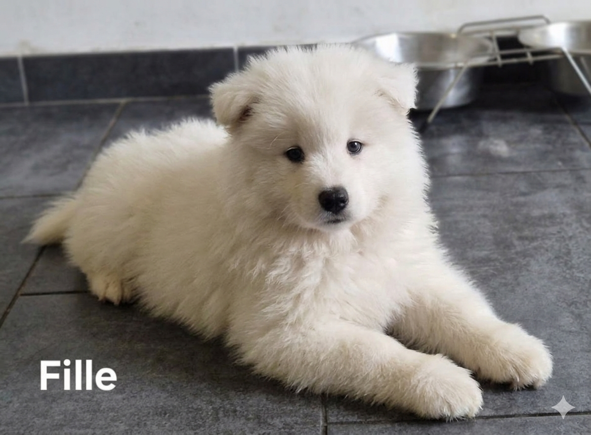 Chiot N°2