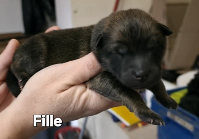 Les chiots de Eurasier