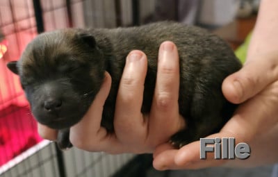 Les chiots de Eurasier