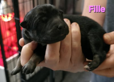 Les chiots de Eurasier