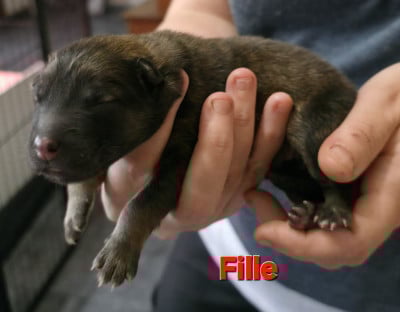 Les chiots de Eurasier