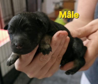 Les chiots de Eurasier