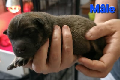 Les chiots de Eurasier