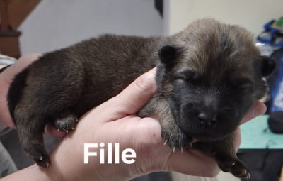 Les chiots de Eurasier