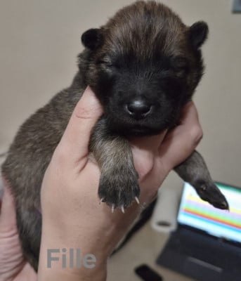 Les chiots de Eurasier