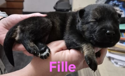 Les chiots de Eurasier