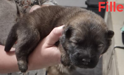 Les chiots de Eurasier