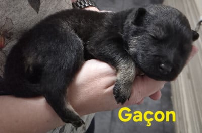 Les chiots de Eurasier