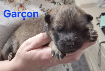 Les chiots de Eurasier