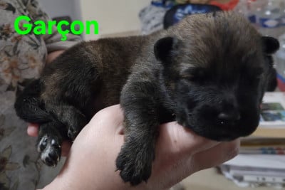 Les chiots de Eurasier