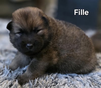 Les chiots de Eurasier