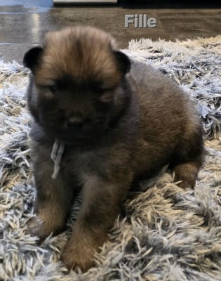 Les chiots de Eurasier