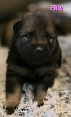 Les chiots de Eurasier