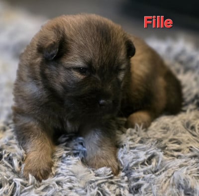 Les chiots de Eurasier