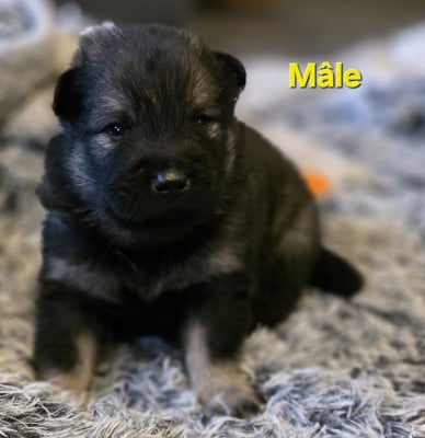 Les chiots de Eurasier