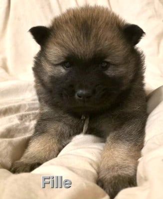 Les chiots de Eurasier