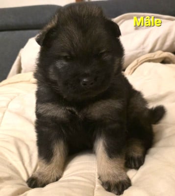 Les chiots de Eurasier