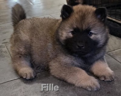 Les chiots de Eurasier