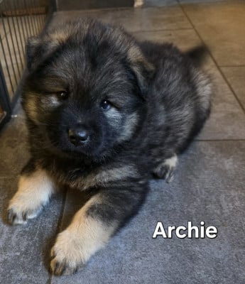 Les chiots de Eurasier