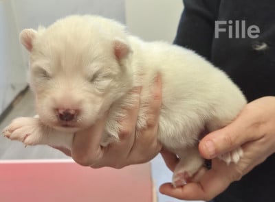 Les chiots de Samoyède