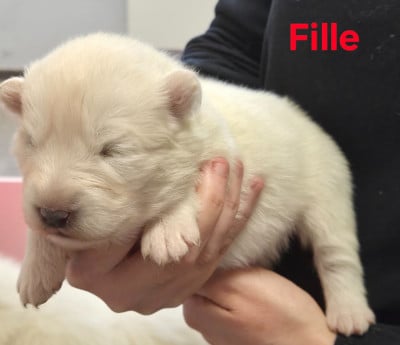 Les chiots de Samoyède