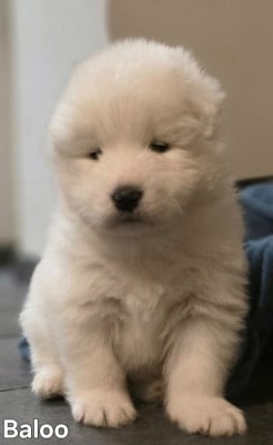 Les chiots de Samoyède