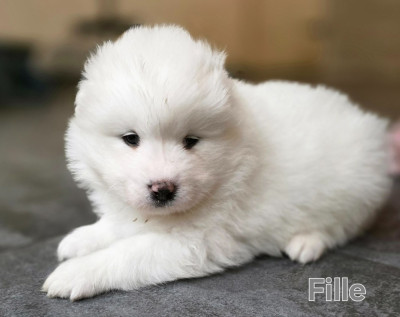 Les chiots de Samoyède