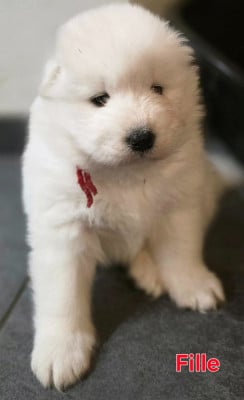 Les chiots de Samoyède