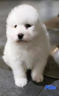 Les chiots de Samoyède