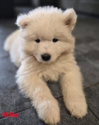 Les chiots de Samoyède