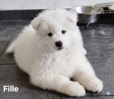 Les chiots de Samoyède