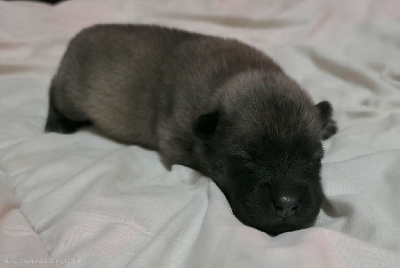 Les chiots de Eurasier