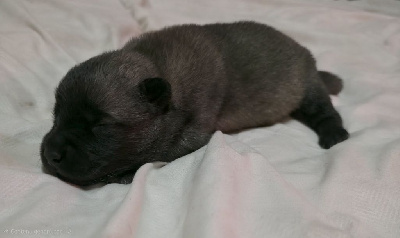 Les chiots de Eurasier