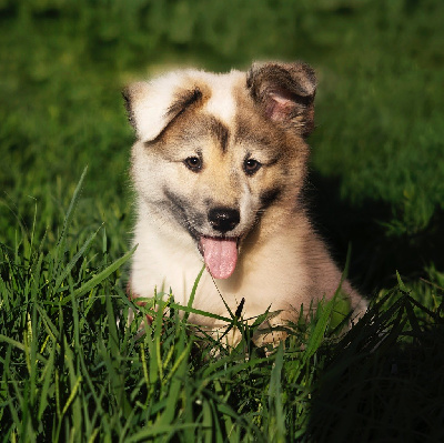 Les chiots de Berger islandais