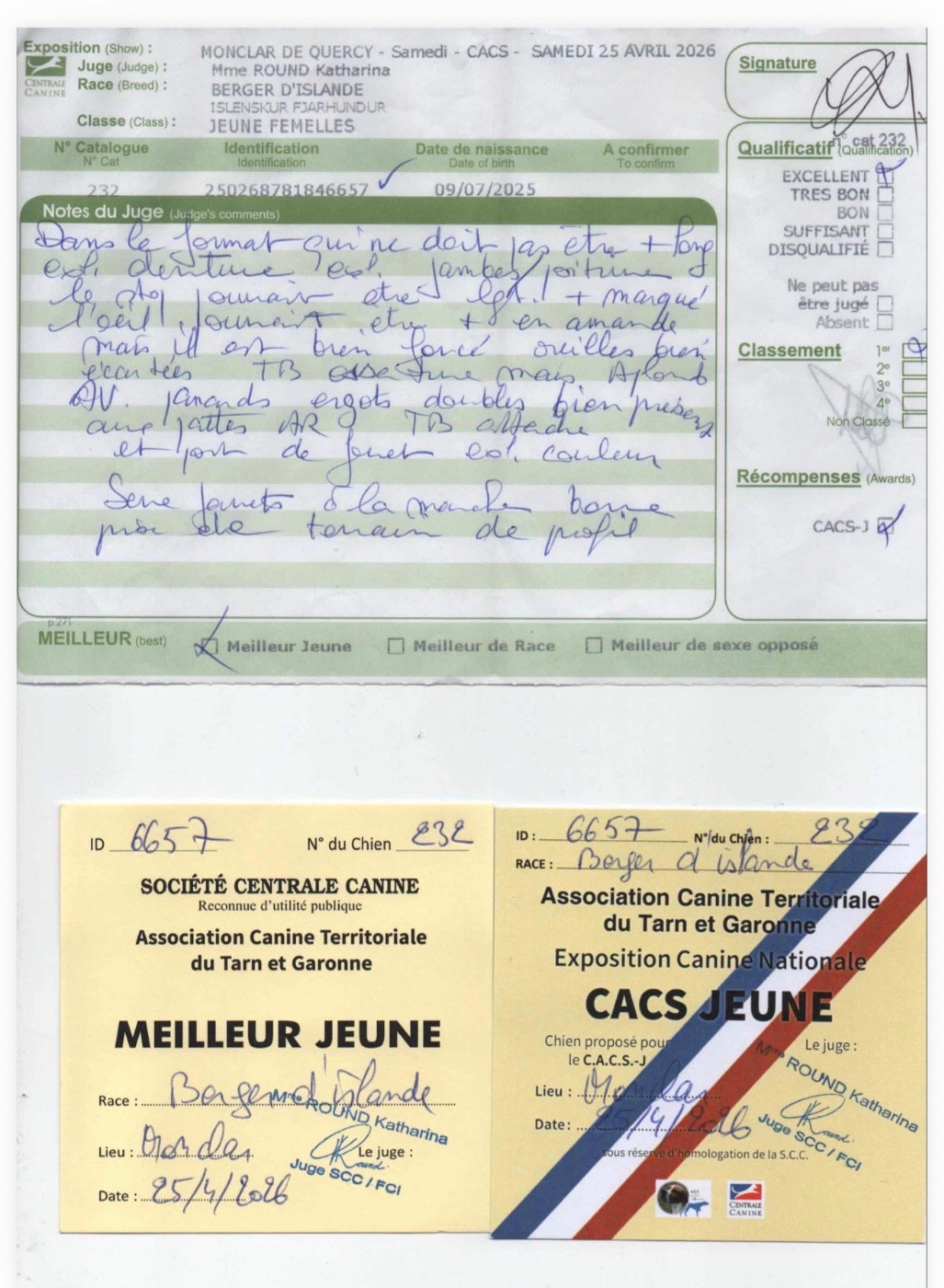 Alfheim anja Des Bergers Janga - 1 ère Excellent - Meilleur Jeune - CACS Jeune
