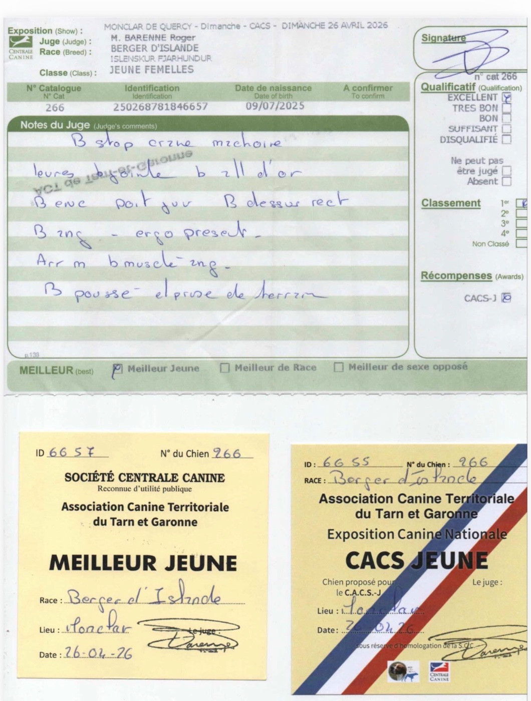 Alfheim anja Des Bergers Janga - 1 ère Excellent - Meilleur Jeune - CACS Jeune