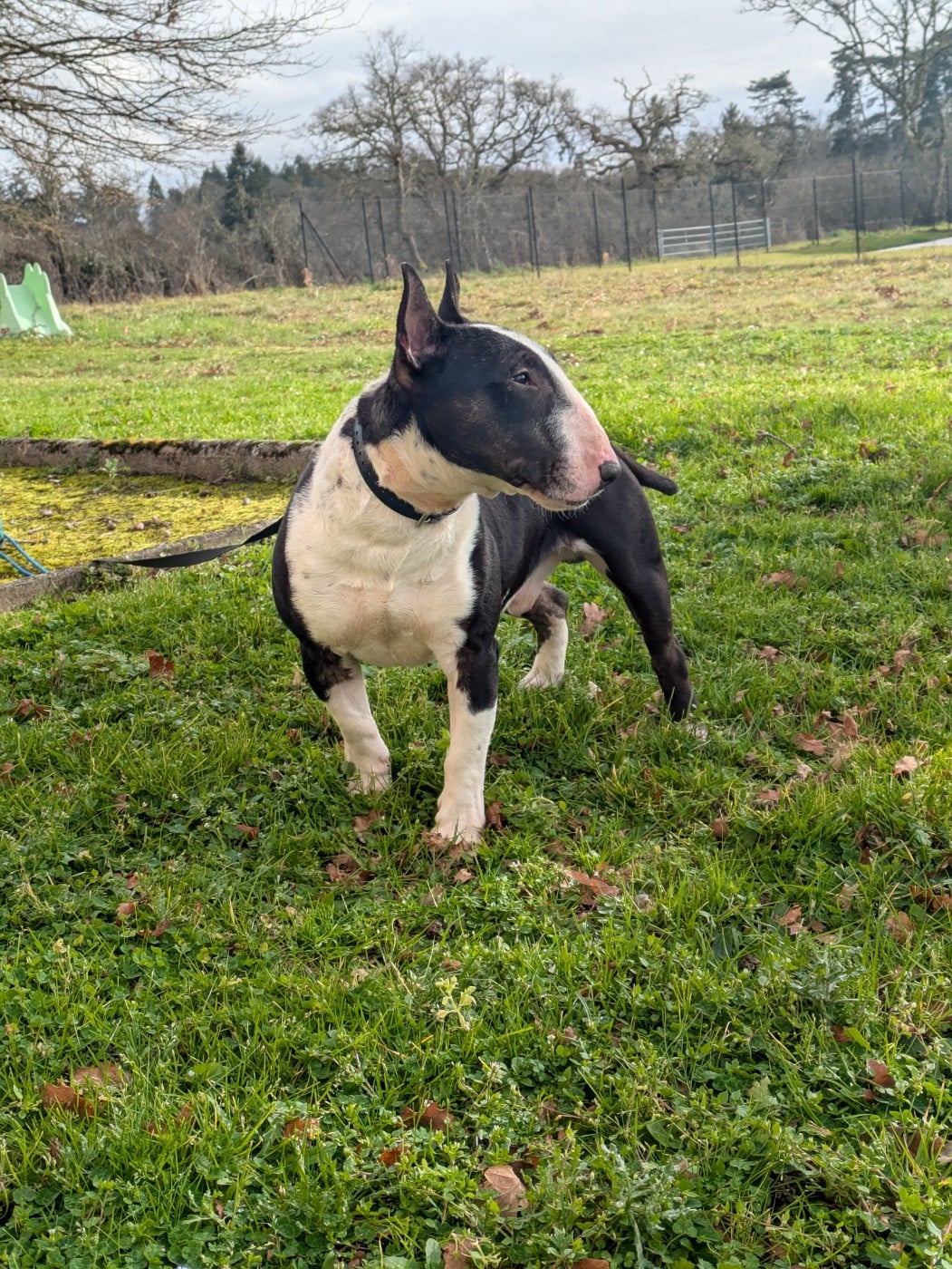 Publication : des Minis Diables de Taz