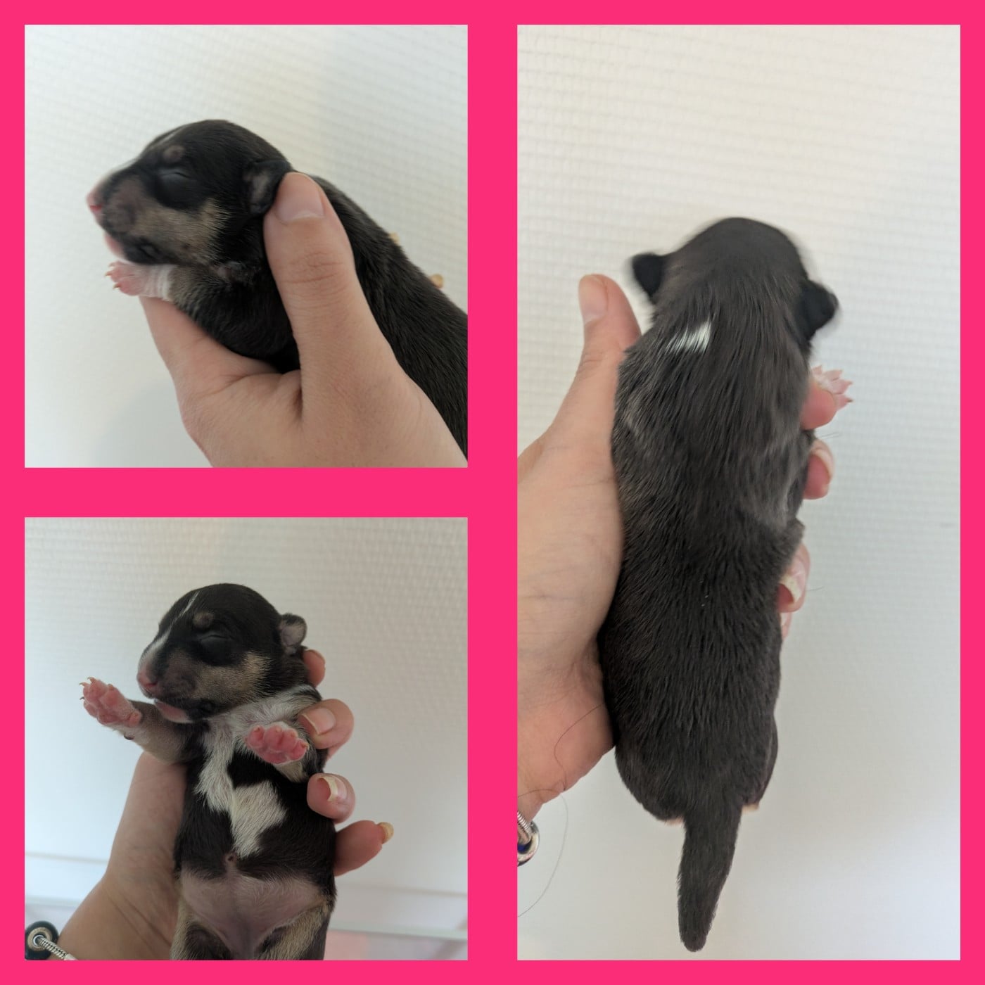 Babydoll - Bull Terrier Miniature